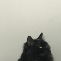 Tipi