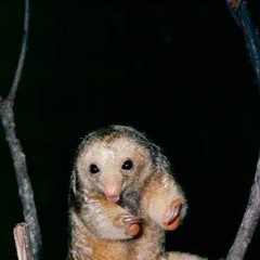 @ Mjut - Futuro Grande 06.04.19