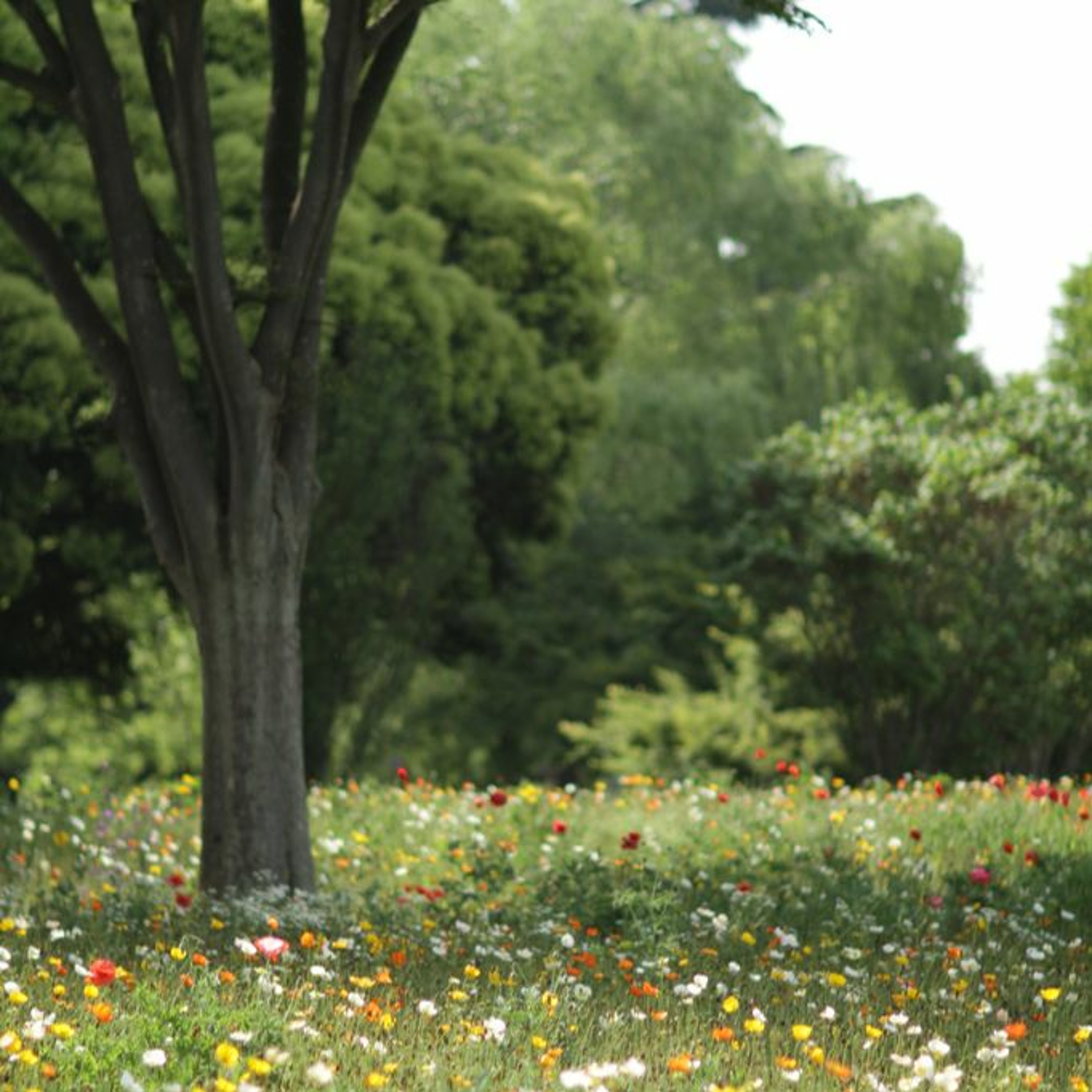 Measured meadow episode artwork