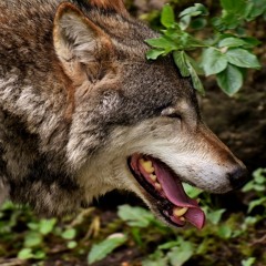 Cassian's Theme (In collaboration with Clayton)