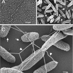 Thunder Thigh Shorty