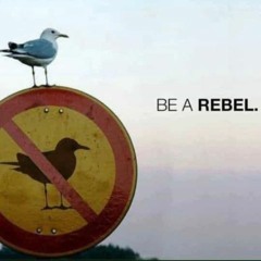 no pigeonholing here (4.2019)
