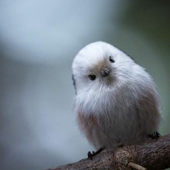 Kevin Costner (cool bird dude)