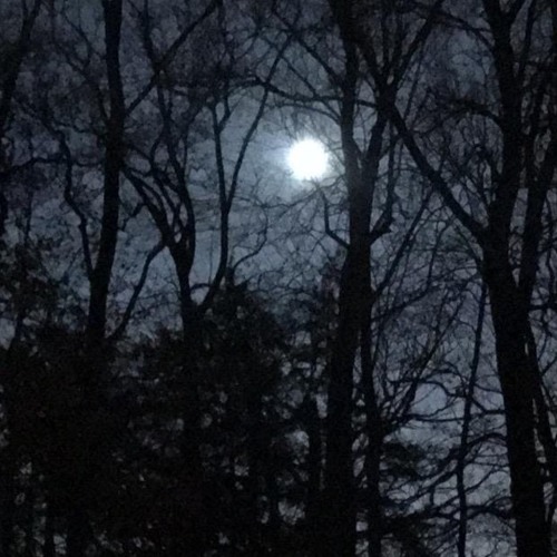 Coyotes Echo Through the Hills 2019 - 04 - 10