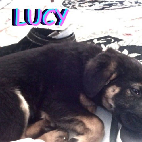 (sandy) Alex G - LUCY (Full EP)