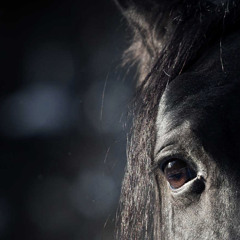 Darkhorse - Darkhorse