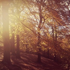 Forest Dawn