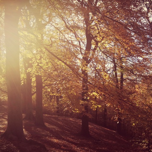 Forest Dawn