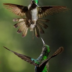HUMMINGBIRD V1
