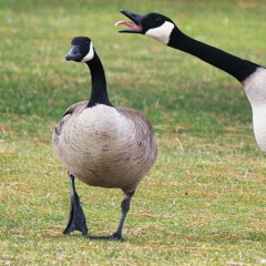 let's synthesize a goose: one