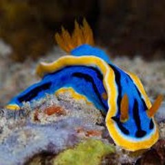 qloo- FishPiano