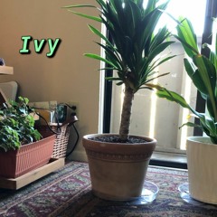 Ivy