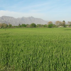 Baryali Samadi Volume 99 Mast