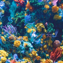 Coral Reef