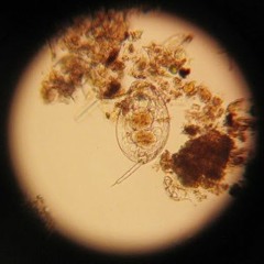 Shiori Usui_Archimedes Lullaby_3rd mvt.