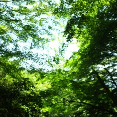 Kyoto Krows