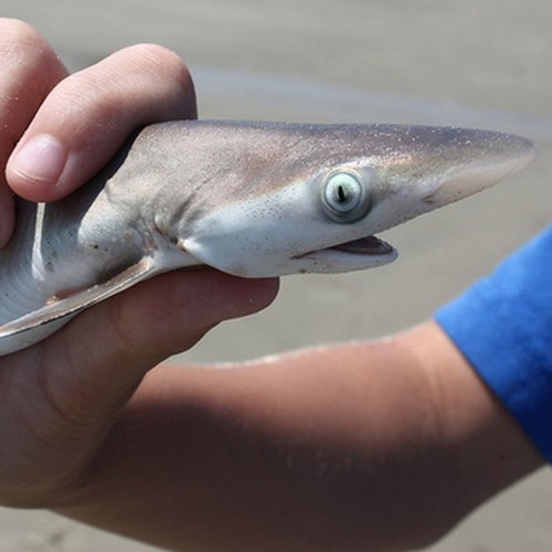 Baby Ghetto Shark