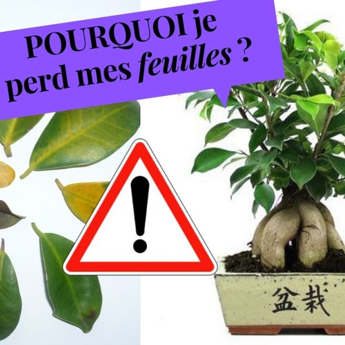 Stream POURQUOI un Bonsaï Perd Ses Feuilles by vital bonsai | Listen online  for free on SoundCloud