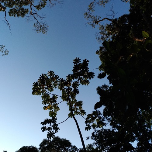 LEAFS(Little G_OnTheBeat)