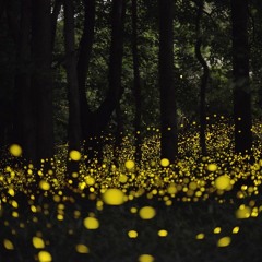 Mvt. II - Summer Nights