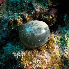 Dramatiskt Inert (Improvisation 1)