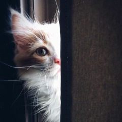 Imagining whiskers