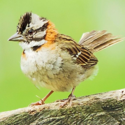 Tico Tico No Fubá - CPF Edit