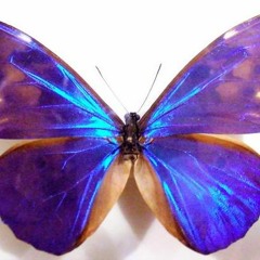 Butterfly (Herbie Hancock) - Diego Ferreira