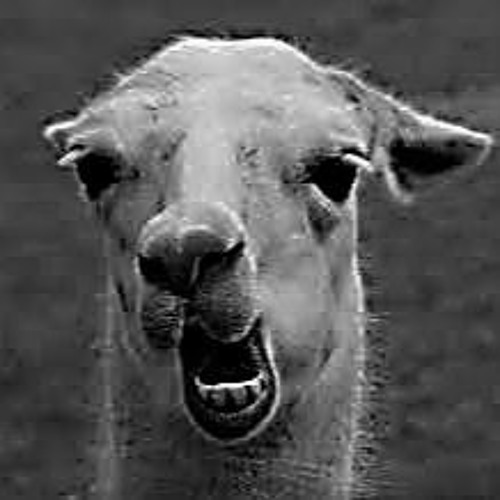 lama t