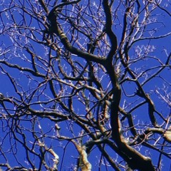 Collection Of Noises Vol. 1