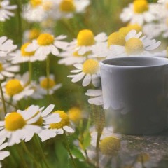 Chamomile Cleansing Magic Tea