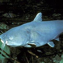 bluecatfish