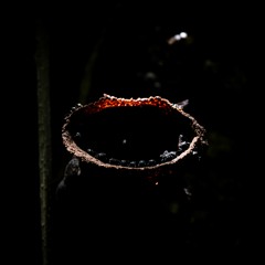 Amazon basin - Afternoon to evening - Beehive close up