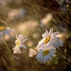 After the rain comes the sun