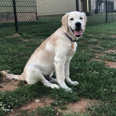 The Dog Talk- Jaci Fitzgerald