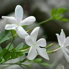 سَلّمتُ قَلـبِيَ يَـارَبي لِتَغسِلهُ ♡ أنشودة جميلة
