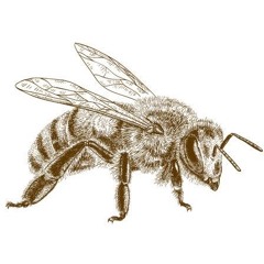 Colmena