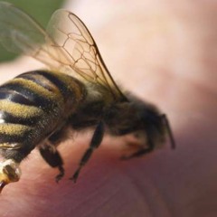 O que fazer após uma picada de abelha?