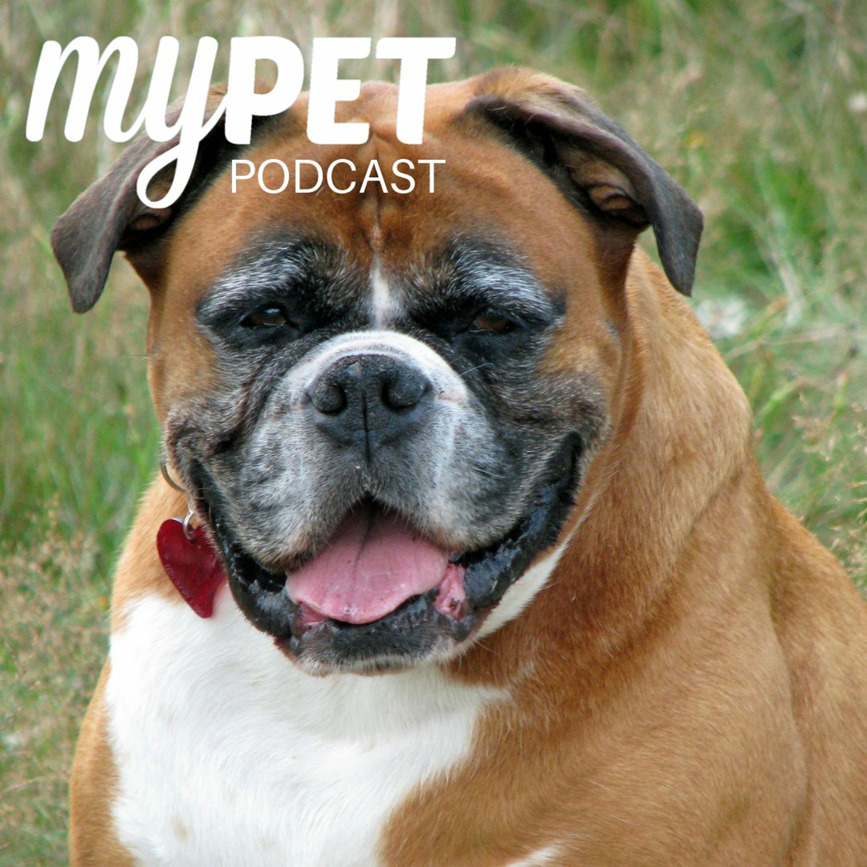 Obesity In Pets; It's time to cut the fat! episode artwork