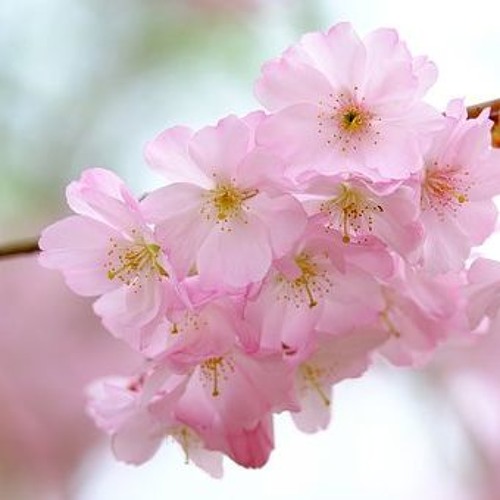 Sakuranohana様 🌸▶︎ぴーすけさん #naruto #narutocosplay #山中いの #春野