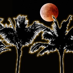 Moritz A. - Palm trees at night