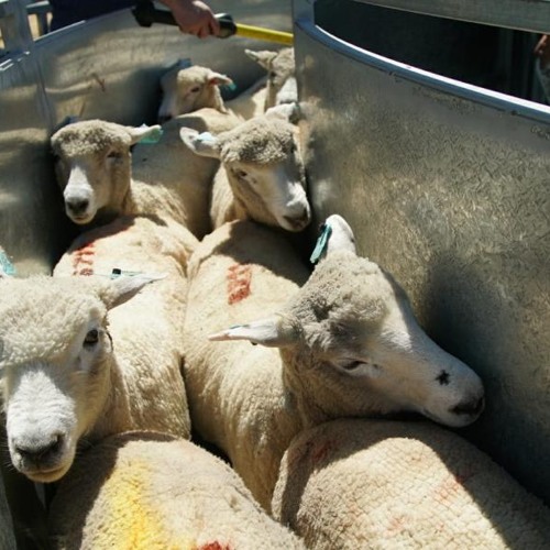 Stream Bonino médico veterinario by Valor Agregado Listen