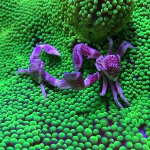 Stream same way rmx [salami rose joe louis] by LINAFORNIA Listen