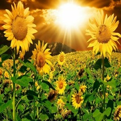 Mata Feat. PANE - Sunflower Cover