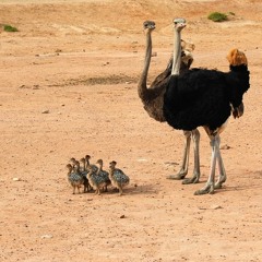 The Ostrich family
