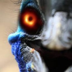 Episode 3 - Bed, Bird, and Beyond