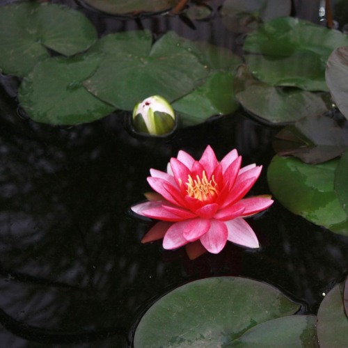 10 Min Laying Down Mindfulness 1