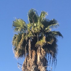 Breeze In The Trees