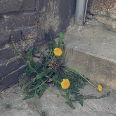 백예린(Yerin Baek) -  야간비행(魔女の花) COVER