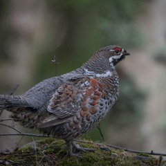 Close encounter with Hazel Grouse